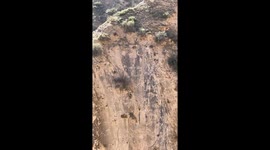 Agile bharal navigate cliffs with ease in China