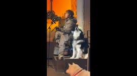 A duet to remember: Husky and singer mesmerize lijiang patrons