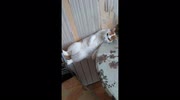 temp
