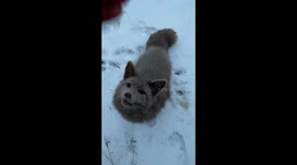 Fox calmly accepts food from woman in Vinnytsia, Ukraine