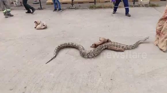 India: Two pythons caught, safely released after unsettling villagers ...