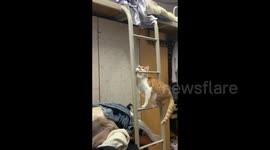 China: Cat Climb So Hard to the Top Bunk