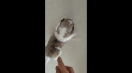 Newborn puppy in China entertains with 