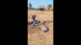 Cobra Dies in JCB Accident; Injured Mate Stays by Its Side in Heartbreaking Scene