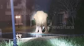 Wild elephant dips its trunk into hotel swimming pool