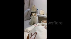 条件反射 猫咪见主人放下手机拔腿就跑