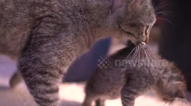 Small new-born baby cat being carried by mother on her mouth