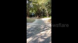 China: Two Dogs Crush Together