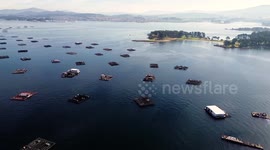 Aerial drone view of mussel rafts o the sea in Pontevedra, Spain