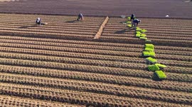 Aerial view of farmers plating lettuces patchs from pots on plantation at agricultural field in Spain.