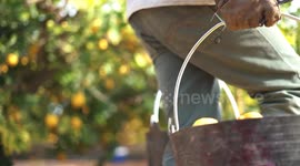 Worker picks and collect lemon, lemons in boxes at lemon plantation, Agricultural field, Man chooses the best lemons and gets rid of the bad ones, separating by colors
