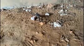 China: A Man Finds Five Kittens under a Bridge