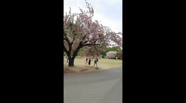 Beautiful cherry blossoms in full bloom in Shinjuku Gyoen National Garden.