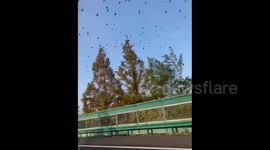 China: A Flock of Crows in the Sky