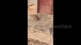 China: The puppy immediately dropped to the ground, frozen in fear, when it saw the person recording approach