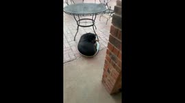 Large Rottweiler Likes Small Bed