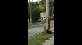 Bird HARASSES Cat!!!! The cat was minding in his own business when......the BIRD went WILD!!!