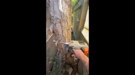 Precise Tree Cutting