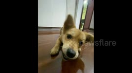 China: Dog’s Butt Attack
