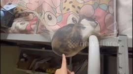 China: A Cat Ball Hanging in the Dorm