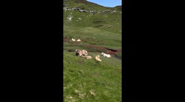 Cows resting in the mountains