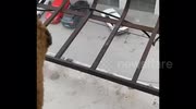 temp