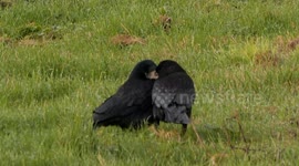 Rooks care for each other, Delicate Eyebrow, Eyelash and Beaks treatment, Trewollack, Cornwall, UK