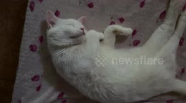 Its about a funny cat sleep