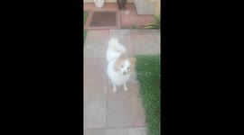 Me and Shifu the master