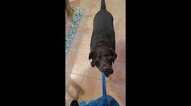 My dog, a chocolate Labrador, drags me by my robe to his bed so I can sleep with him