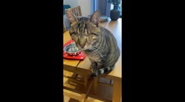 Dmitri the blind cat: From Greece to global stardom