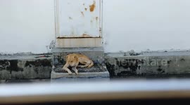 Funny stray dogs synchronized lying on terrace houses' back corridor
