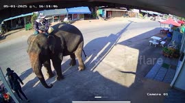 Girl, 2, kicked by elephant while being carried under its belly for 'good luck'