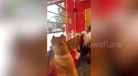 Pet dog waits for customers at gold shop's counter with grandmother