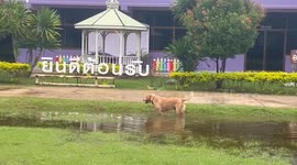 Pooch runs across puddle and plays fetch with kids