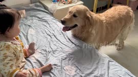 China: The First Meeting Between the Golden Retriever and the Baby