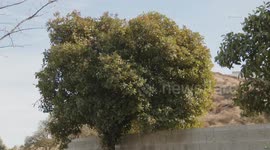 US, Los Angeles: Santa Clarita Windstorm Red Flag Warning and Fire Watch