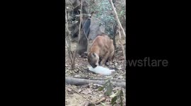 China: Cougar's Furry Meal
