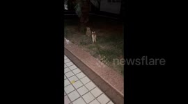 China: A Cat Being Naughty