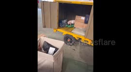 China: A Living Pet Pig Waiting to be Delivered