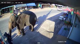 Spooked elephant stamps on toddler being passed under belly for 'good luck'