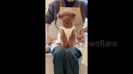 China: The Puppy Sitting Still on Girl’s Lap