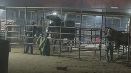 US, Los Angeles: Altadena Eaton Fire Horses Rescued Part 3