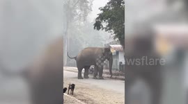 Nepal: Dog faces off with wild elephant in Nepal