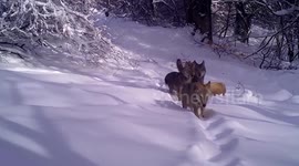 Pack of wolves filmed play fighting in the snow before they make up and go hunting