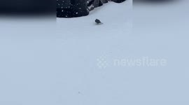 US: Snowbird Seeks Shelter From Winter Storm Blair on Terrace