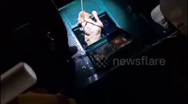 Spain: Guardia Civil Rescues Dog After Christmas Eve Plunge Into Sea