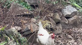 US: First bird flu-related death reported in US