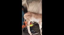 Exclusive- Man gets kicked by protective cow in hilarious encounter