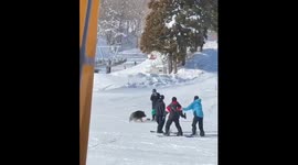 Wild boar charges into japanese ski resort, knocks down skiers